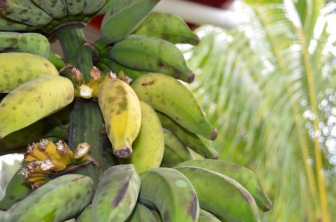 banana01.jpg