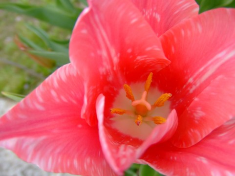 pink01.jpg